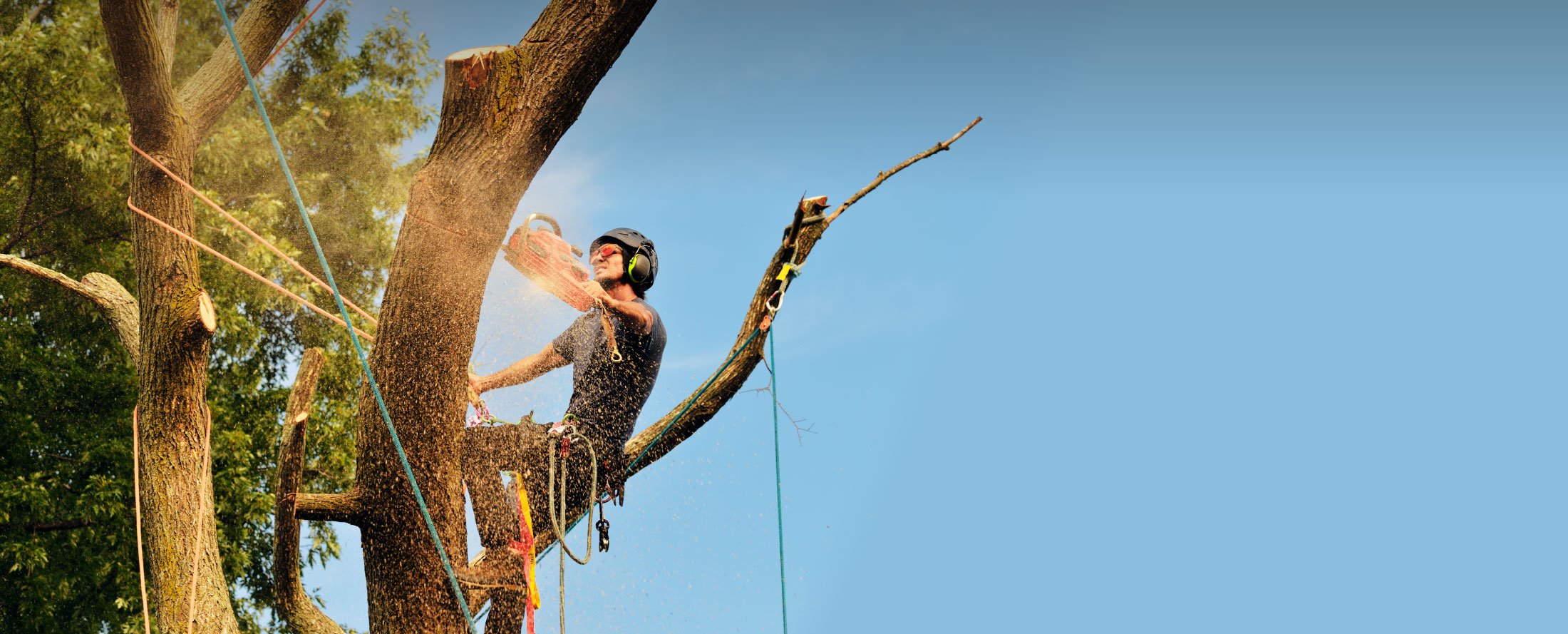The Role of Certified Arborists in Safe Tree Service